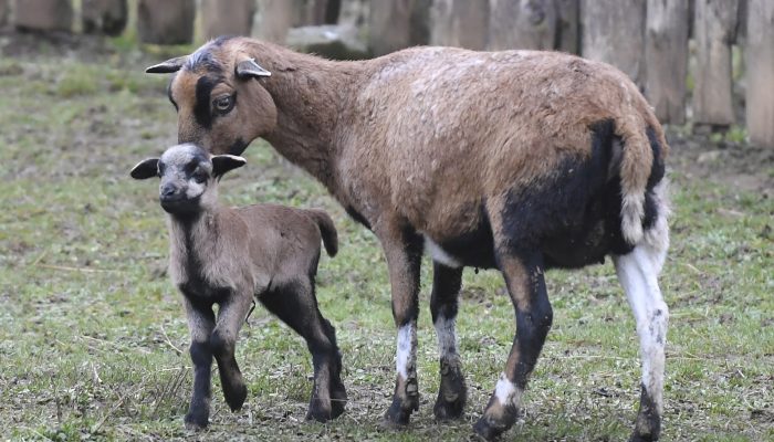 Prvým tohtoročným mláďatkom, ktoré privítali v košickej Zoologickej záhrade, sa stal baranček ovce kamerunskej. Narodil sa 1. januára 2021. Na svet ho priviedla 10-ročná  matka pochádzajúca zo Zooparku Vyškov. Otcom je šesťročný baran, ktorý prišiel z Maďarska.  Malý baranček rozšíril deväťčlenné stádo, ktoré sa skladá zo siedmich samíc a dvoch baranov. Na snímke mláďa s matkou. V Košiciach, 3. januára 2021. FOTO TASR – František Iván