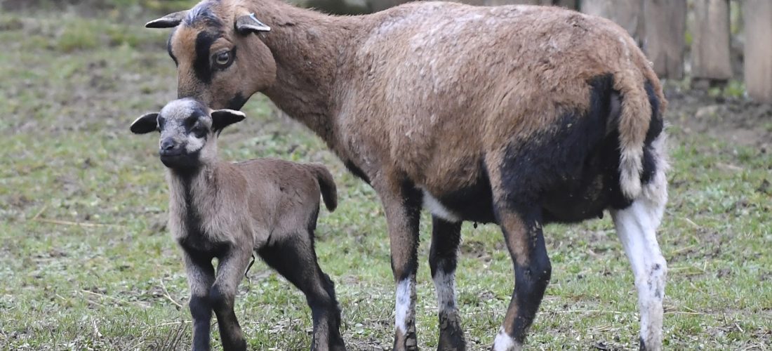 Prvým tohtoročným mláďatkom, ktoré privítali v košickej Zoologickej záhrade, sa stal baranček ovce kamerunskej. Narodil sa 1. januára 2021. Na svet ho priviedla 10-ročná  matka pochádzajúca zo Zooparku Vyškov. Otcom je šesťročný baran, ktorý prišiel z Maďarska.  Malý baranček rozšíril deväťčlenné stádo, ktoré sa skladá zo siedmich samíc a dvoch baranov. Na snímke mláďa s matkou. V Košiciach, 3. januára 2021. FOTO TASR – František Iván