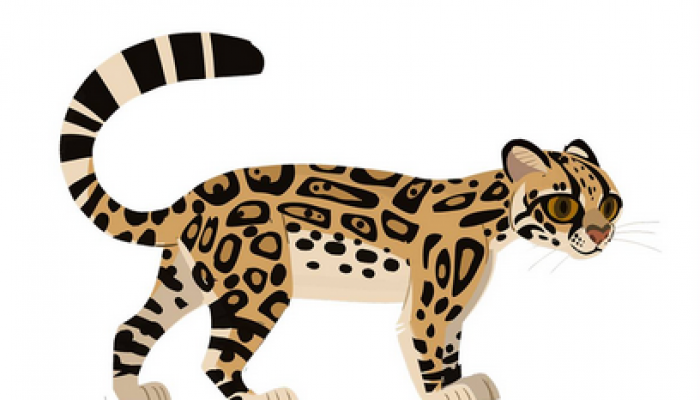 Margay_AM.PNG