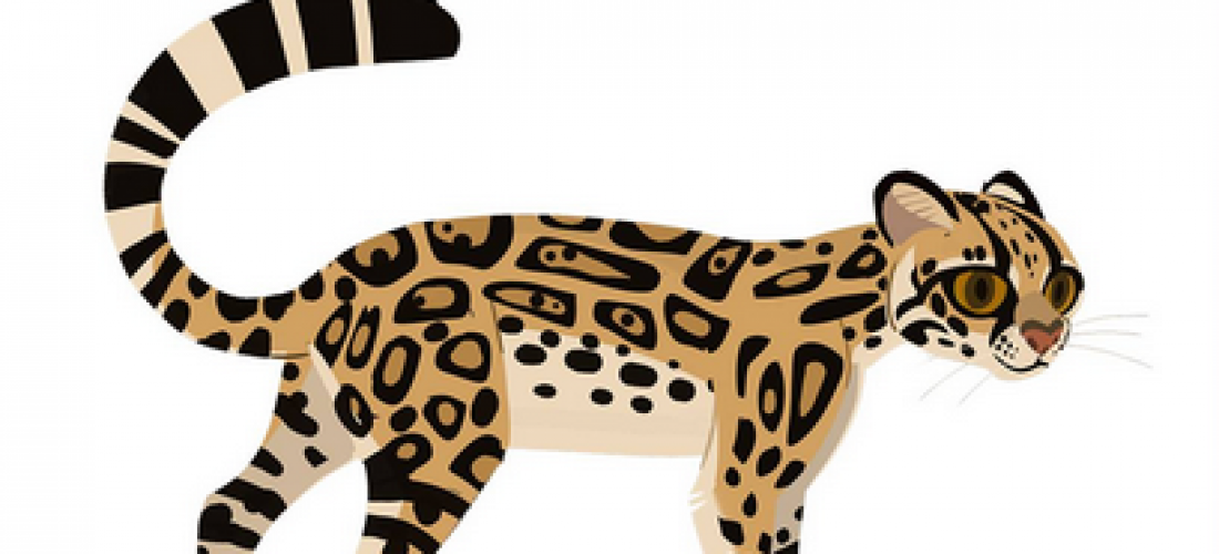 Margay_AM.PNG